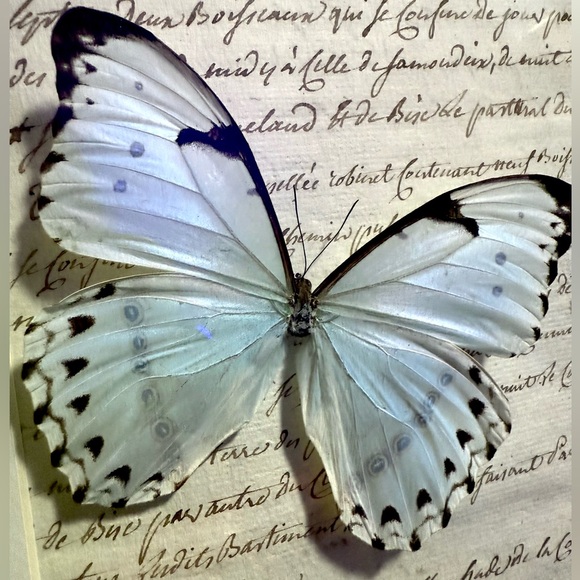 Hot Topic Other - Rare Mint Morpho Butterfly Mounted Taxidermy Framed Wall Art 🦋